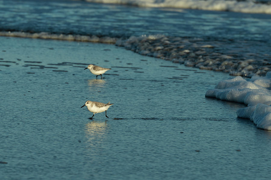 Sanderlings at Assateague Island National Seashore VI 1x2 Photograph by William Dickman