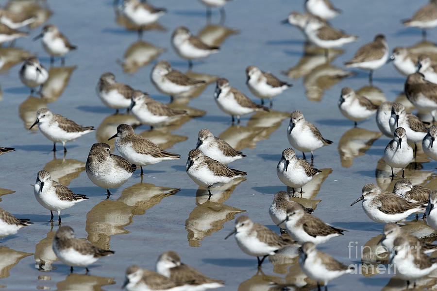 Nature Photograph - Sanderlings by Christopher Swann/science Photo Library