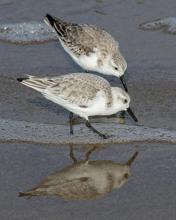 Sandpiper Photograph - Sanderlings on the Shore by Bruce Frye