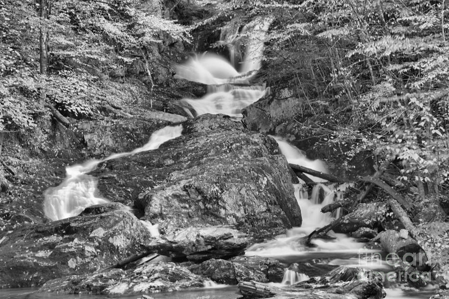 Sanderson Brook Falls Through The Woods Black And White Photograph by Adam Jewell