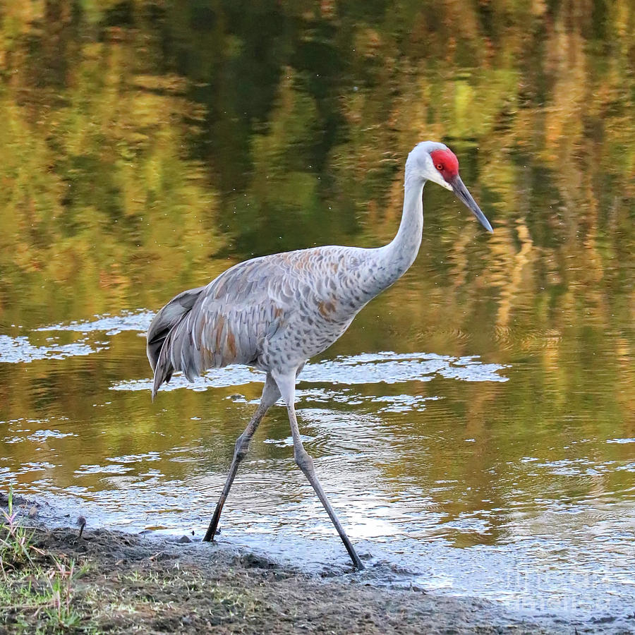 Sandhill Along Colorful Pond Photograph by Carol Groenen