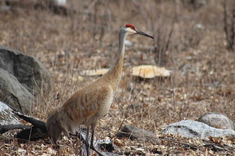 Bird Photograph - Sandhill by Callen Harty Bird Photograph - Sandhill by Callen Harty