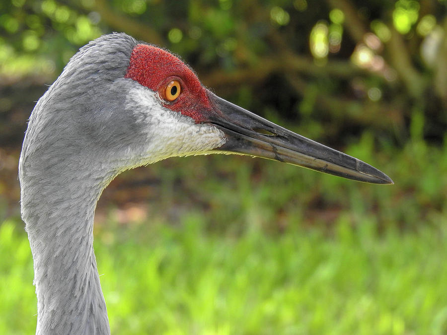 Sandhill Close up Photograph by Lisa Crawford | Pixels