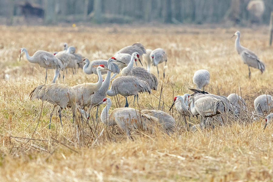 Sandhill Crane - 19021805 Photograph by Mike Timmons - Fine Art America