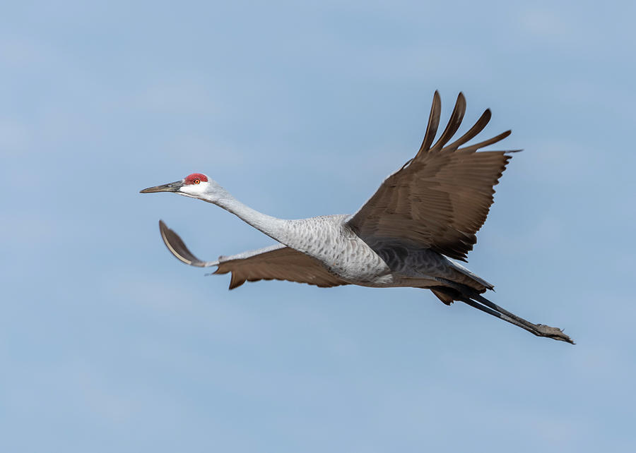Sandhill Crane 2018-10 Photograph by Thomas Young