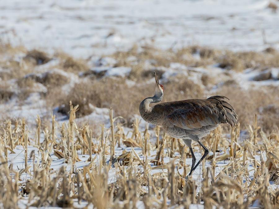 Sandhill Crane 2018-5 Photograph by Thomas Young