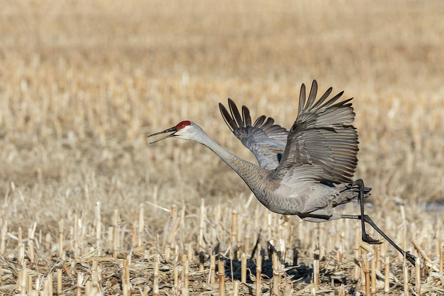 Sandhill Crane 2018-6 Photograph by Thomas Young