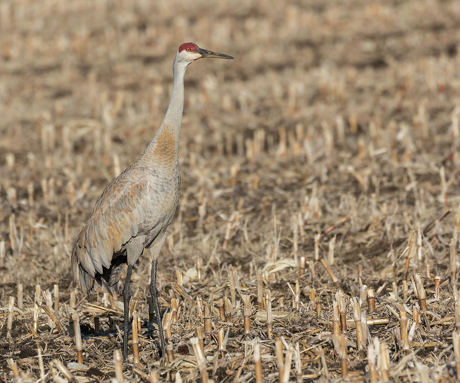 Sandhill Crane 2018-7 Photograph by Thomas Young