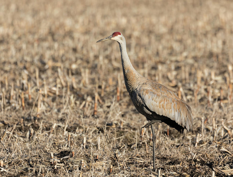 Sandhill Crane 2018-8 Photograph by Thomas Young