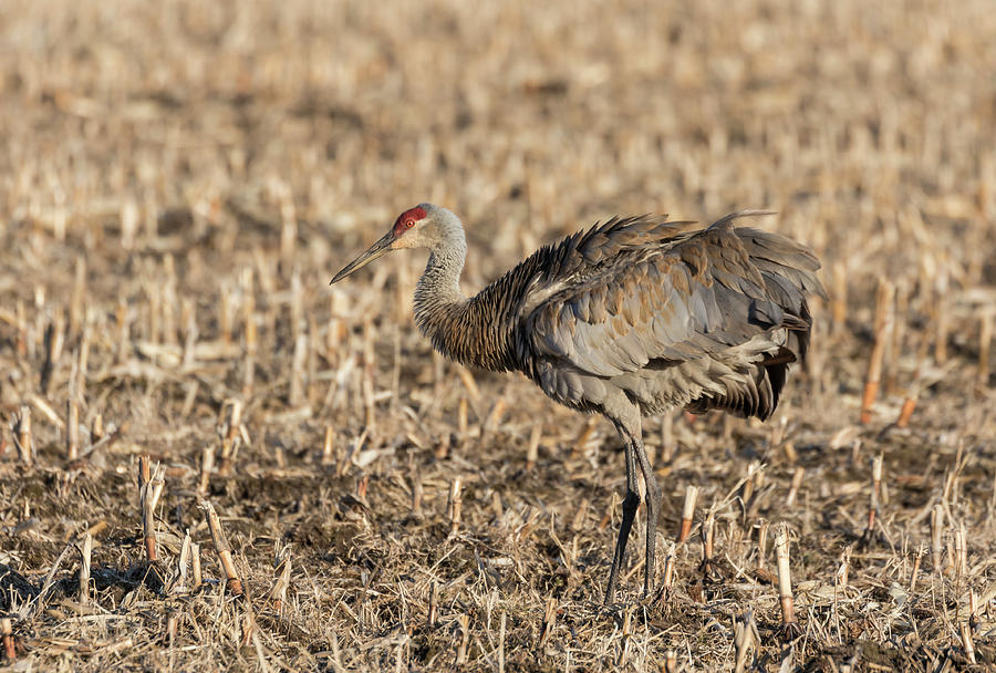 Sandhill Crane 2018-9 Photograph by Thomas Young