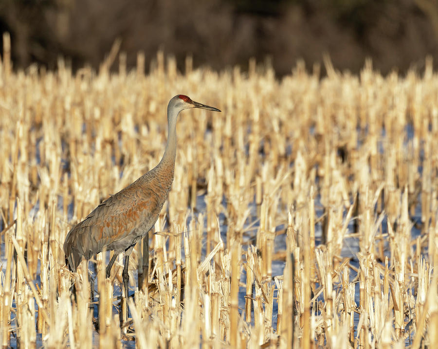 Sandhill Crane 2019-1 Photograph by Thomas Young
