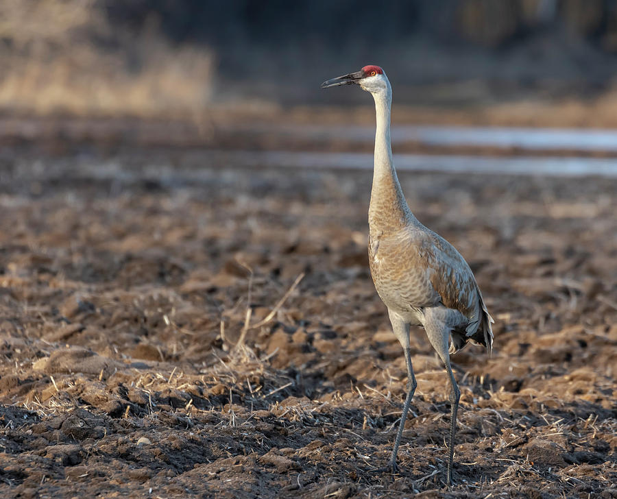 Sandhill Crane 2019-2 Photograph by Thomas Young