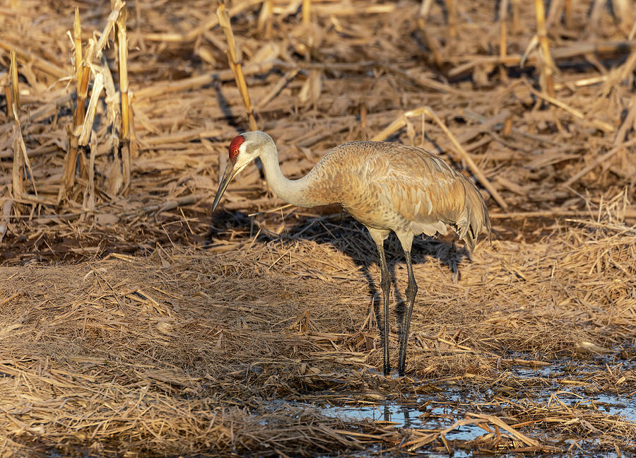 Sandhill Crane 2019-3 Photograph by Thomas Young