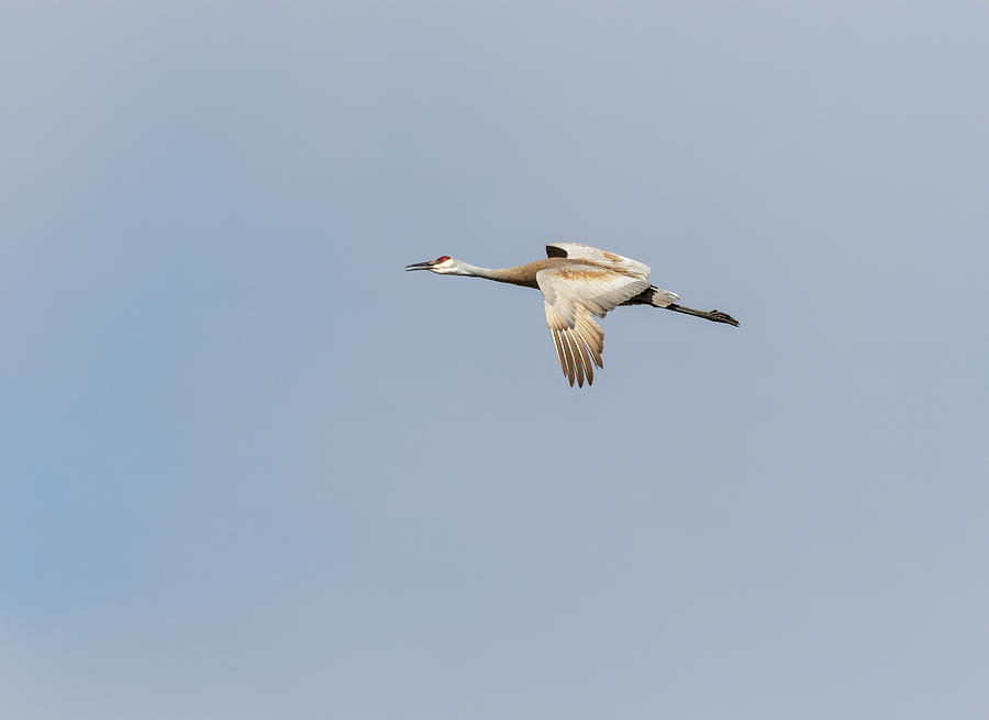 Sandhill Crane 2019-4 Photograph by Thomas Young