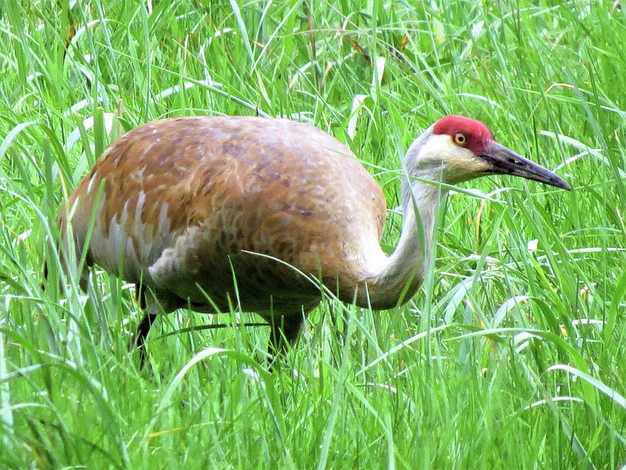 Sandhill Crane Photograph by Bailey Watson - Fine Art America