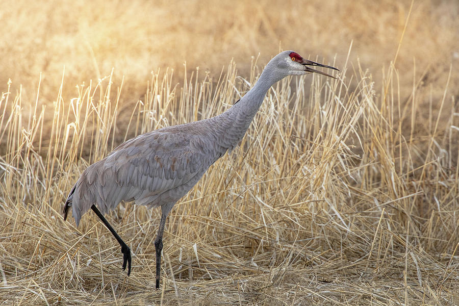 Sandhill Crane Calling Photograph By Randy Robbins - Fine Art America