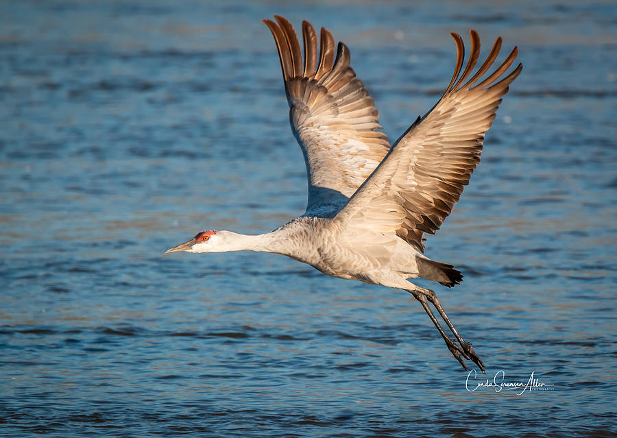 Sandhill Crane Photograph by Connie Allen - Fine Art America