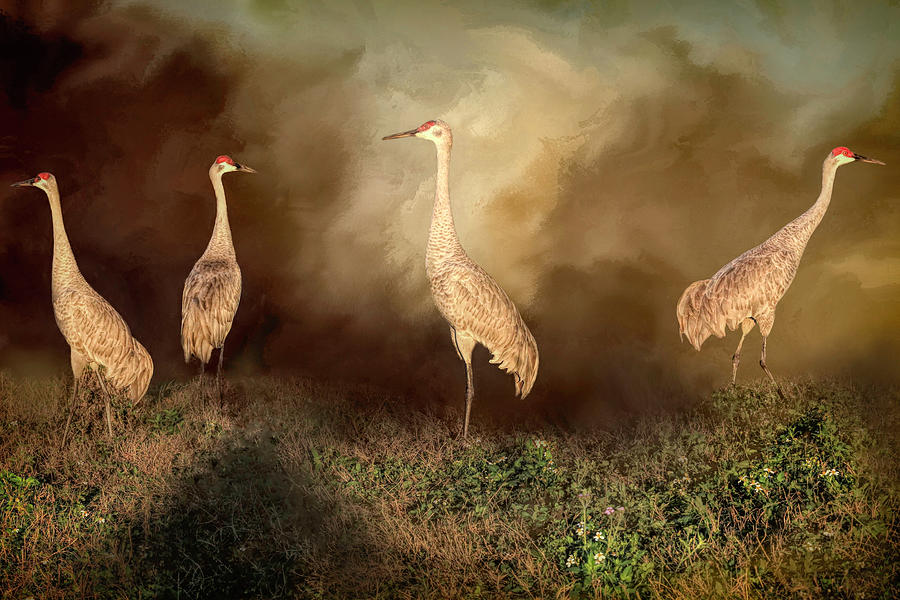 Bird Photograph - Sandhill Crane Family by Donna Kennedy