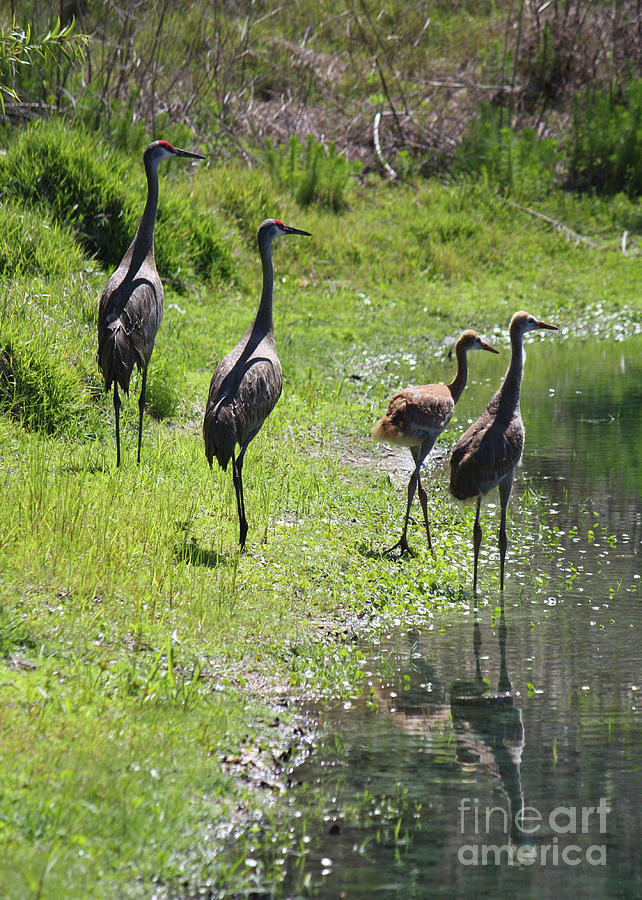 Sandhill Crane Family of Four by Pond Photograph by Carol Groenen