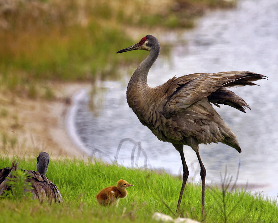 Sandhill Crane Family Photograph by Sally Weigand