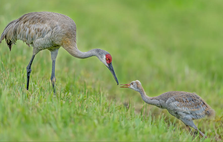 Nature Photograph - Sandhill Crane Feeding Chick by Gary Hu