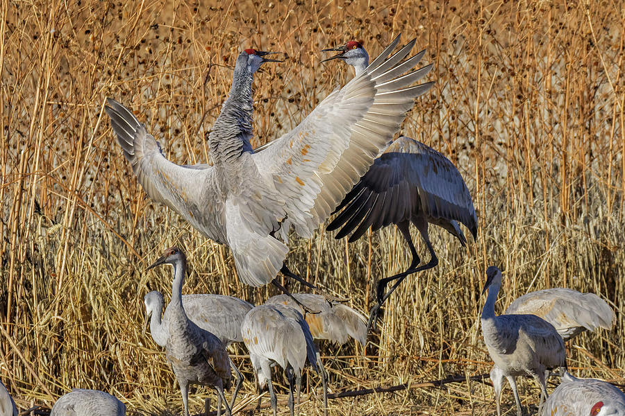 Sandhill Crane Fighting At A Crop Field Photograph by Adam Jones - Fine ...