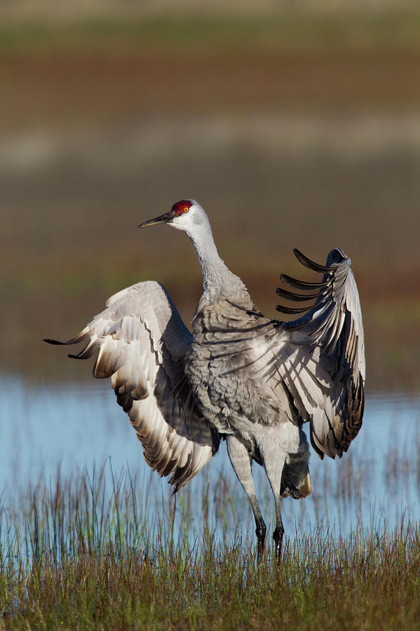 Sandhill Crane, Flapping Wings Photograph By Ken Archer - Pixels