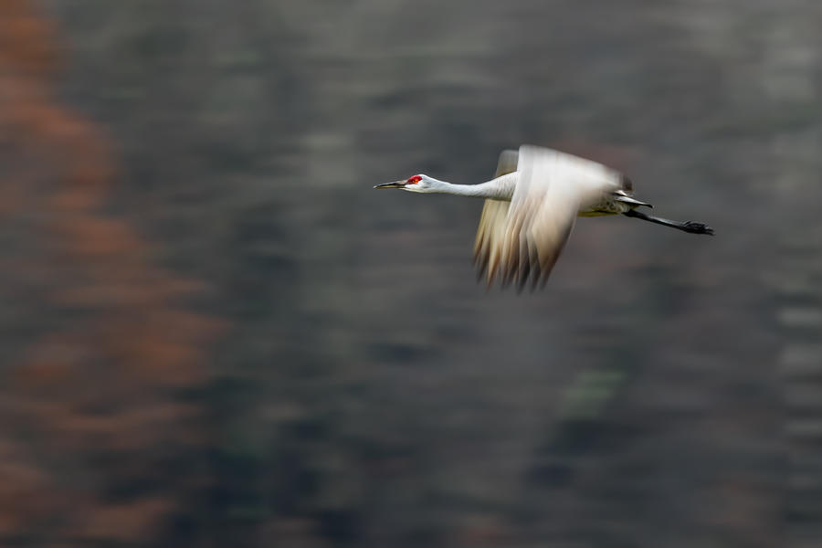 Crane Photograph - Sandhill Crane Flying by Young Feng