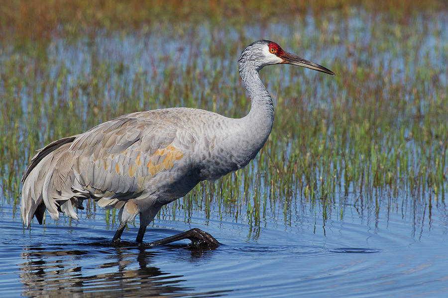 Sandhill Crane Foraging In Flooded Photograph by Ken Archer | Fine Art ...