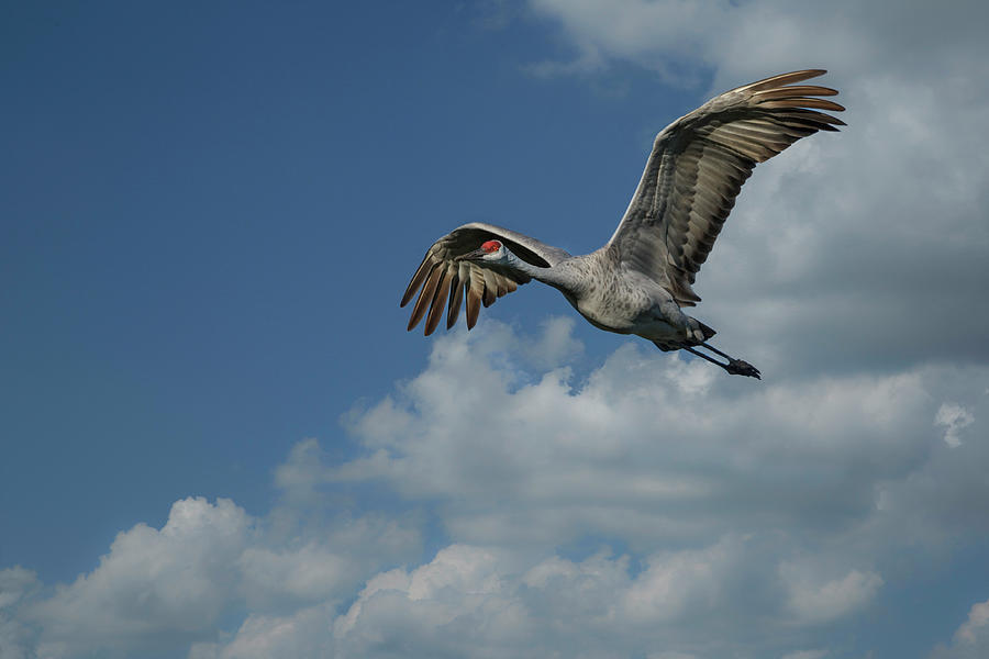 Bird Photograph - Sandhill Crane In Flight by Galloimages Online