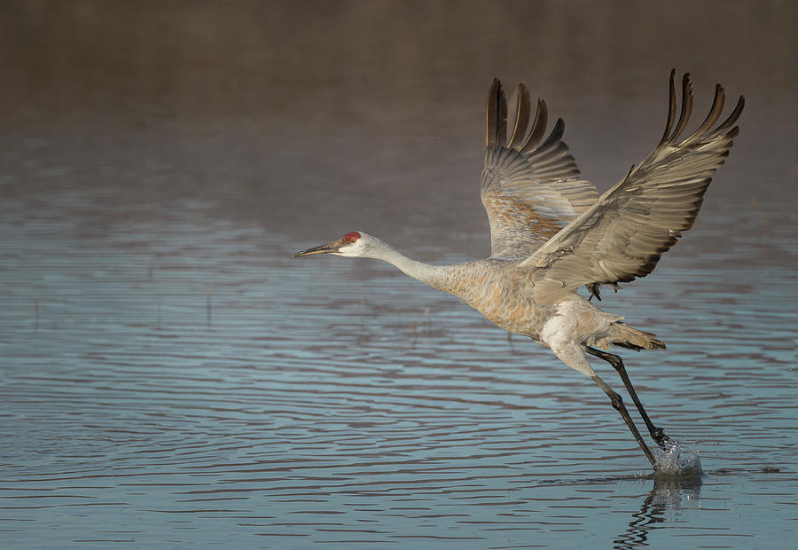 Sandhill Crane In Flight, Grus Photograph by Maresa Pryor - Fine Art ...