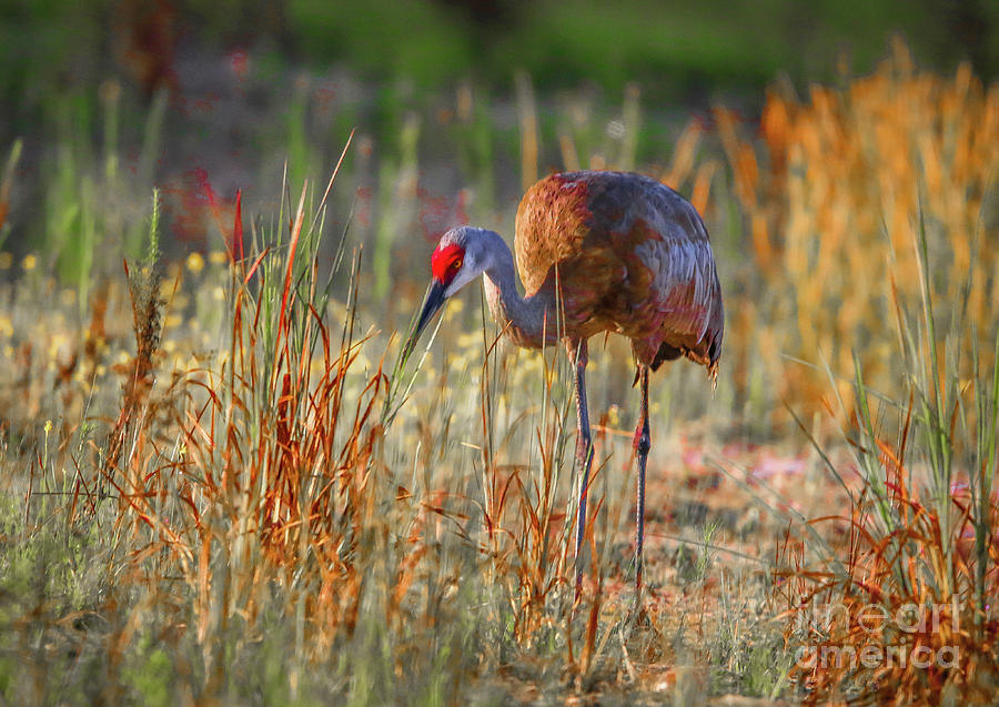 Sandhill Crane in Grass Photograph by Tom Claud