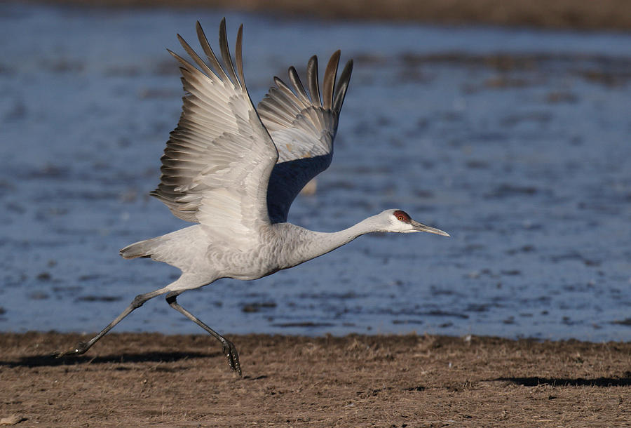 Sandhill Crane Photograph by James Zipp - Fine Art America