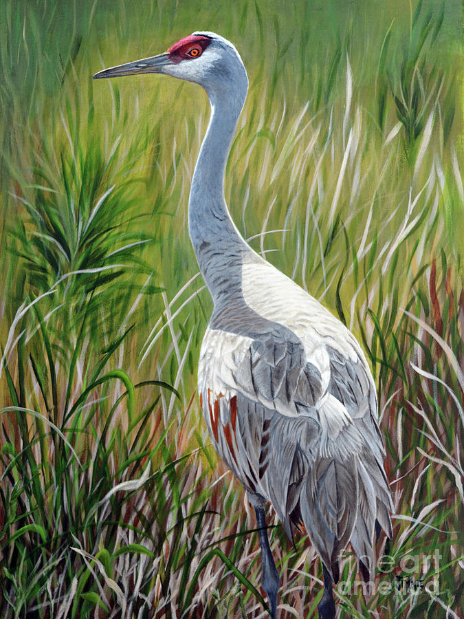 Sandhill Crane Painting by Jimmie Bartlett
