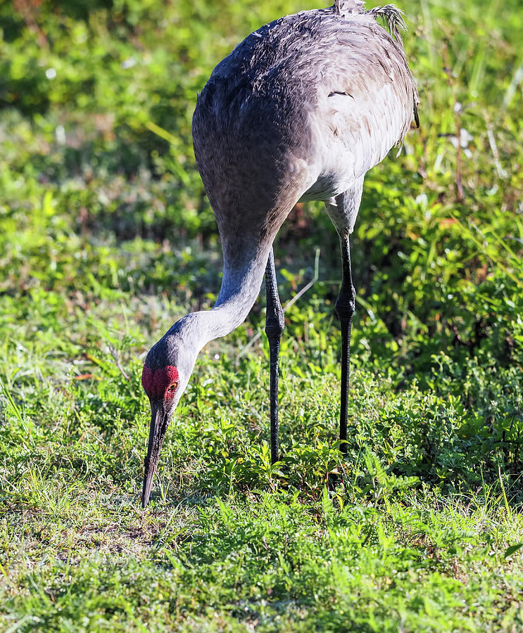 Sandhill Crane Photograph By John Tillard - Fine Art America