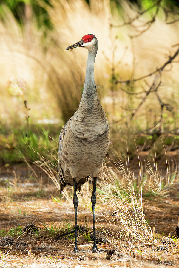 Sandhill Crane by Michael D Miller Sandhill Crane by Michael D Miller