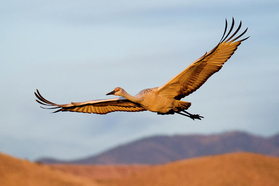 Sandhill Crane Photograph by Nicole Young