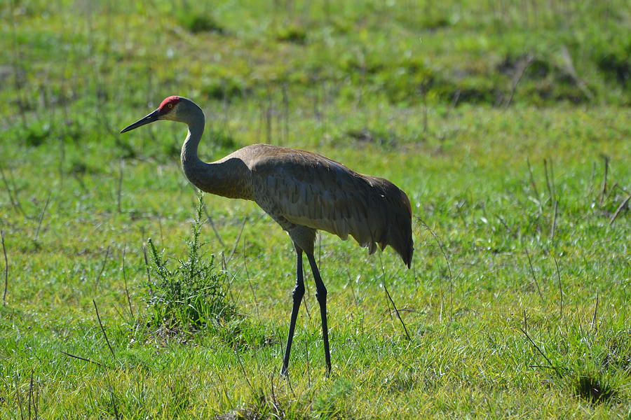 Sandhill Crane Photograph by Stephen Adgate - Fine Art America