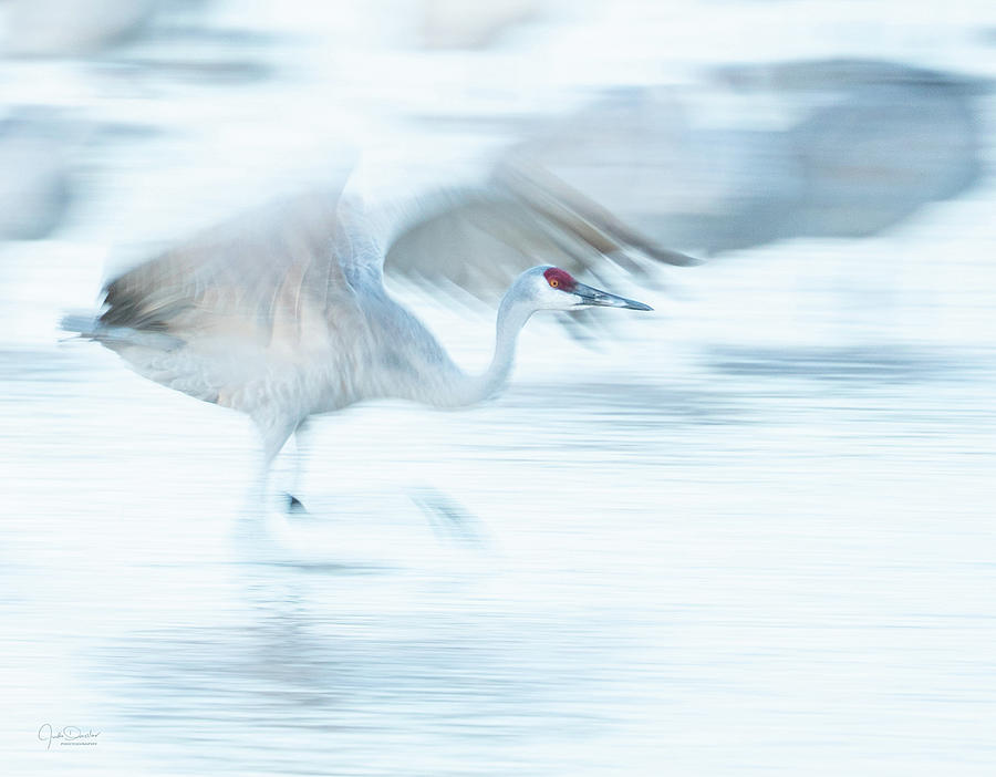 Sandhill Crane taking off -- Motion Blur Photograph by Judi Dressler
