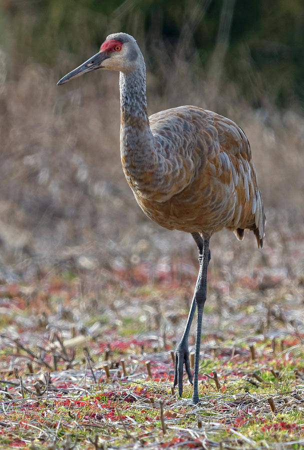 Sandhill Crane Up Close Photograph by Ina Kratzsch - Fine Art America