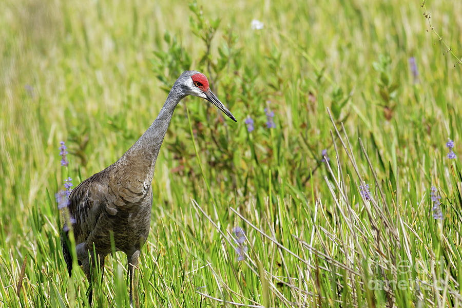 Sandhill Crane Walking in Florida Photograph by Natural Focal Point Photography