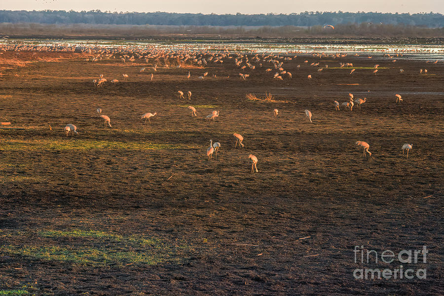 Sandhill Crane Winter Migration, Sunset At Paynes Prairie State Park by Felix Lai Sandhill Crane Winter Migration, Sunset At Paynes Prairie State Park by Felix Lai