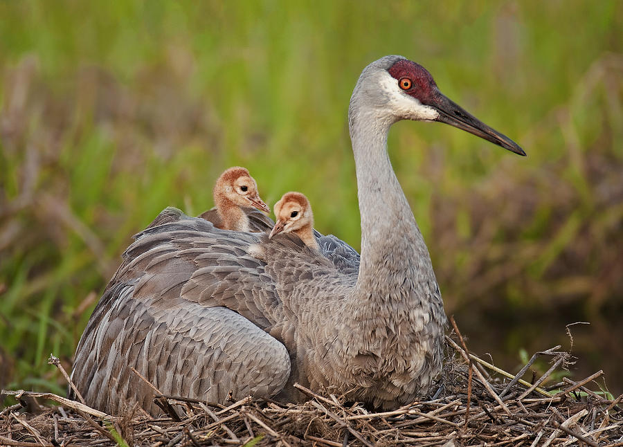 Nature Photograph - Sandhill Crane With Chicks by Amy Marques