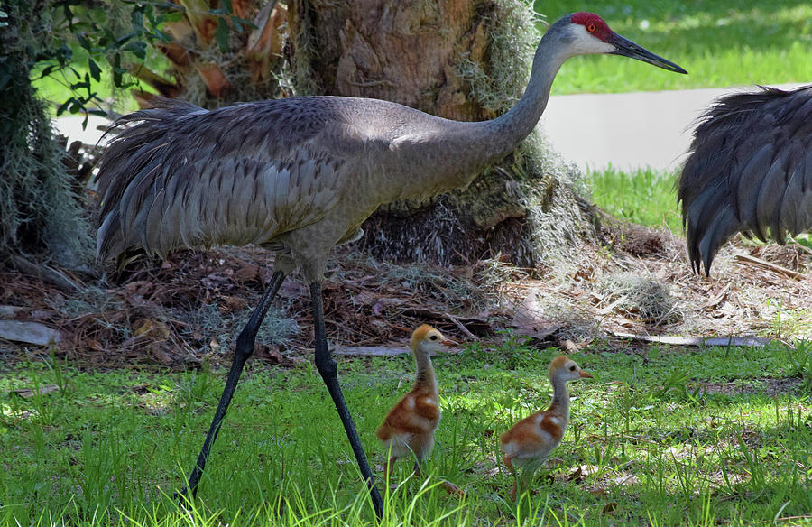 Sandhill Crane with Colts Photograph by Larah McElroy
