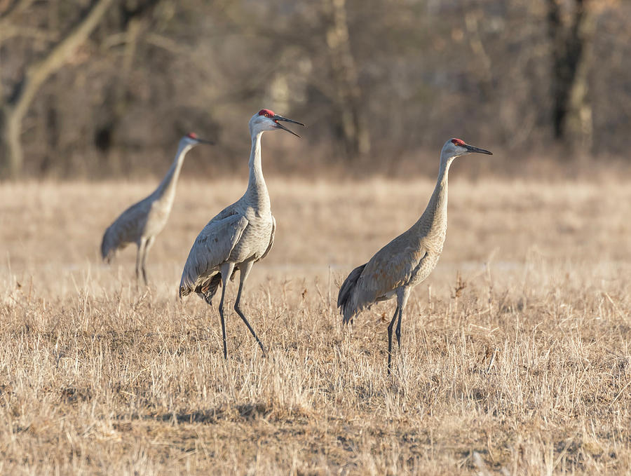 Sandhill Cranes 2018-3 Photograph by Thomas Young