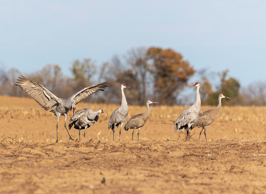 Sandhill Cranes 2018-4 Photograph by Thomas Young