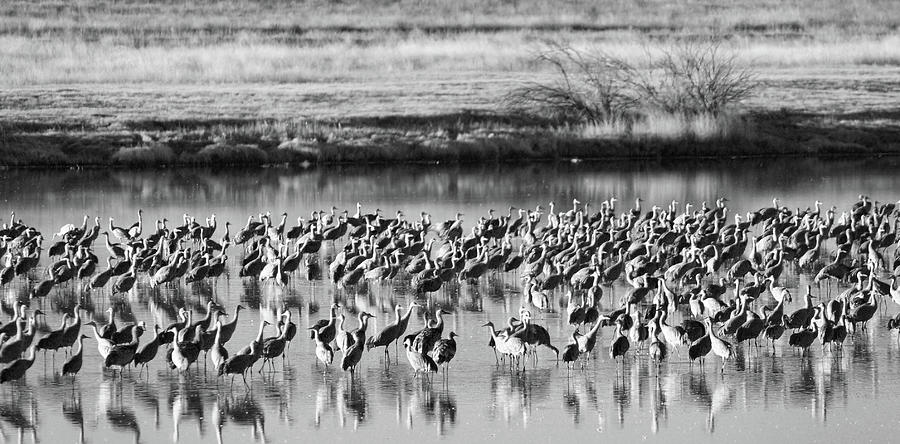 Sandhill Cranes #4754, Muleshoe Wildlife Refuge, Texas Photograph by Richard Porter