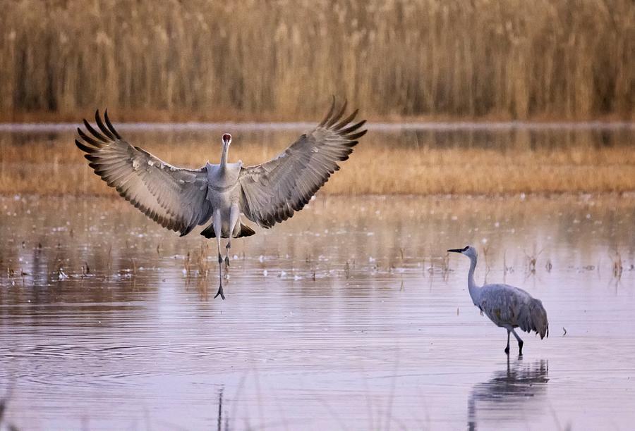 Sandhill Cranes Photograph by Amy Marques - Fine Art America