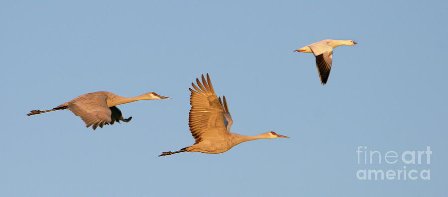 Sandhill Cranes And A Snow Goose Photograph by Manuel Presti/science Photo Library