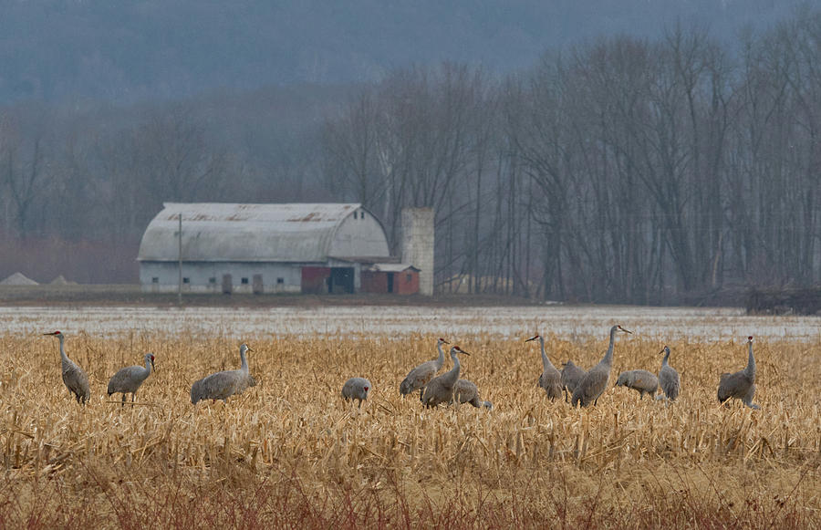 Crane Photograph - Sandhill Cranes and Barn in Indiana by Ina Kratzsch